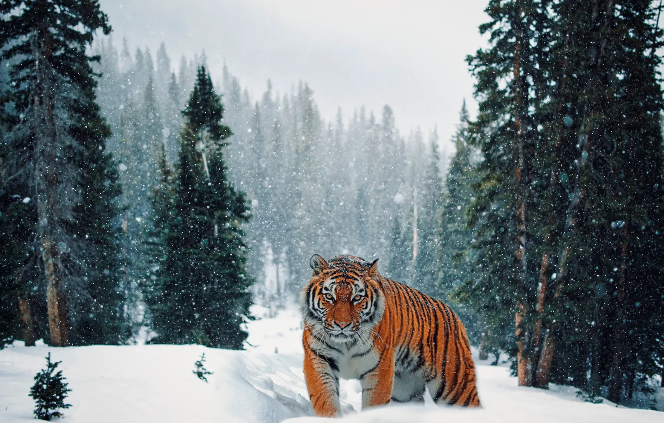 Photo wallpaper winter, forest, snow, tiger, ate, walk