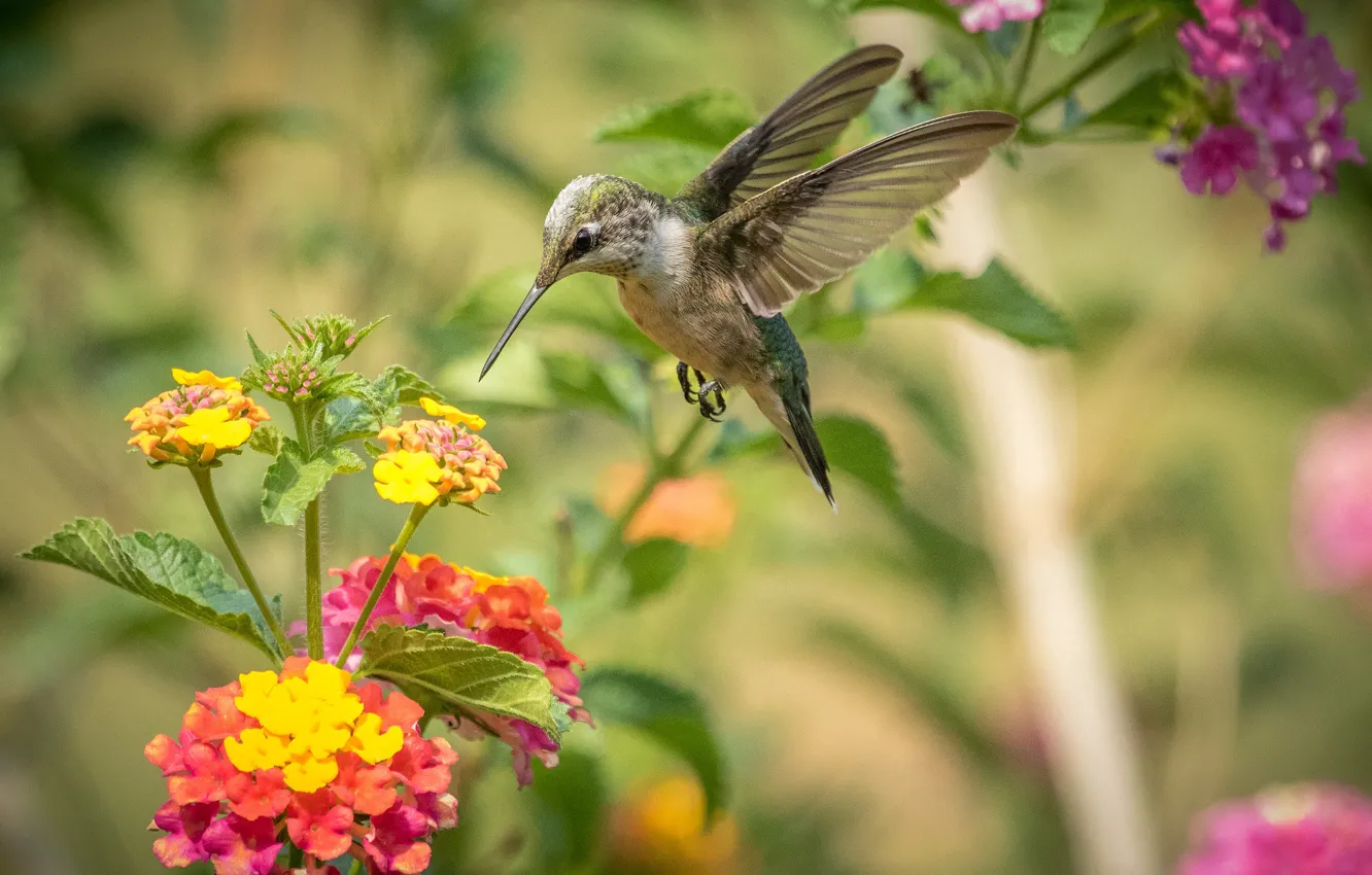 Photo wallpaper flight, flowers, Hummingbird