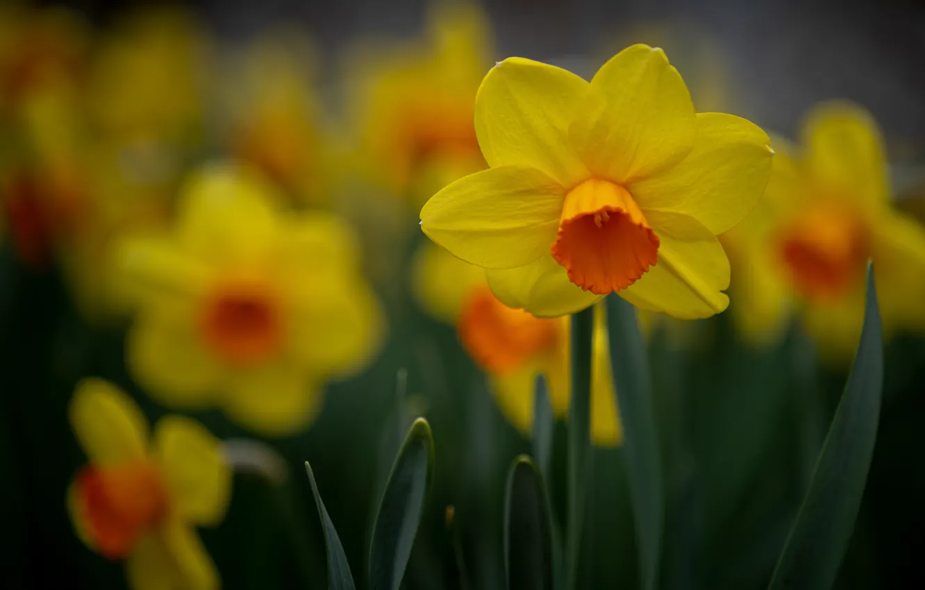 Photo wallpaper flowers, spring, daffodils