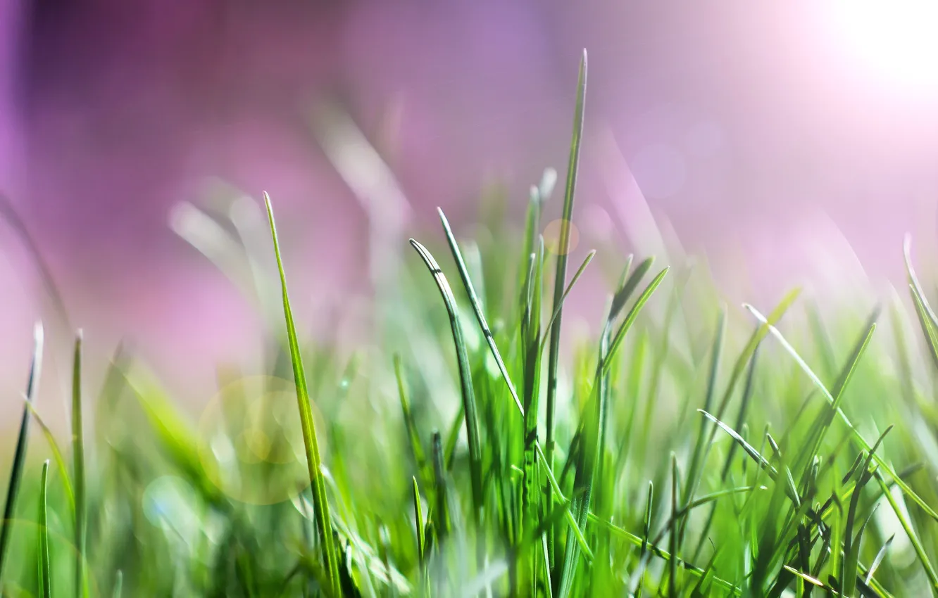 Photo wallpaper glare, background, spring, weed