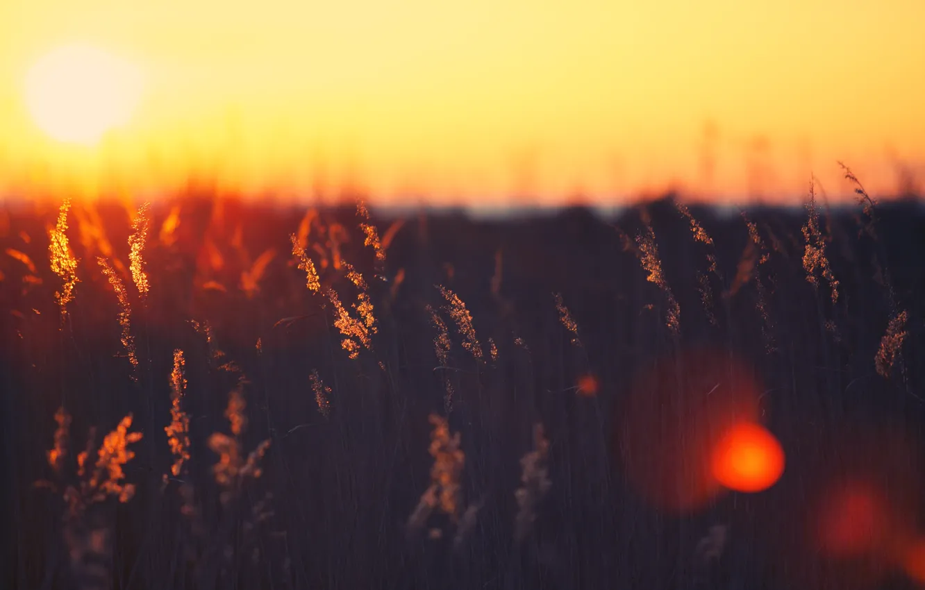 Photo wallpaper field, the sun, rays, light, sunset, background, Wallpaper, color