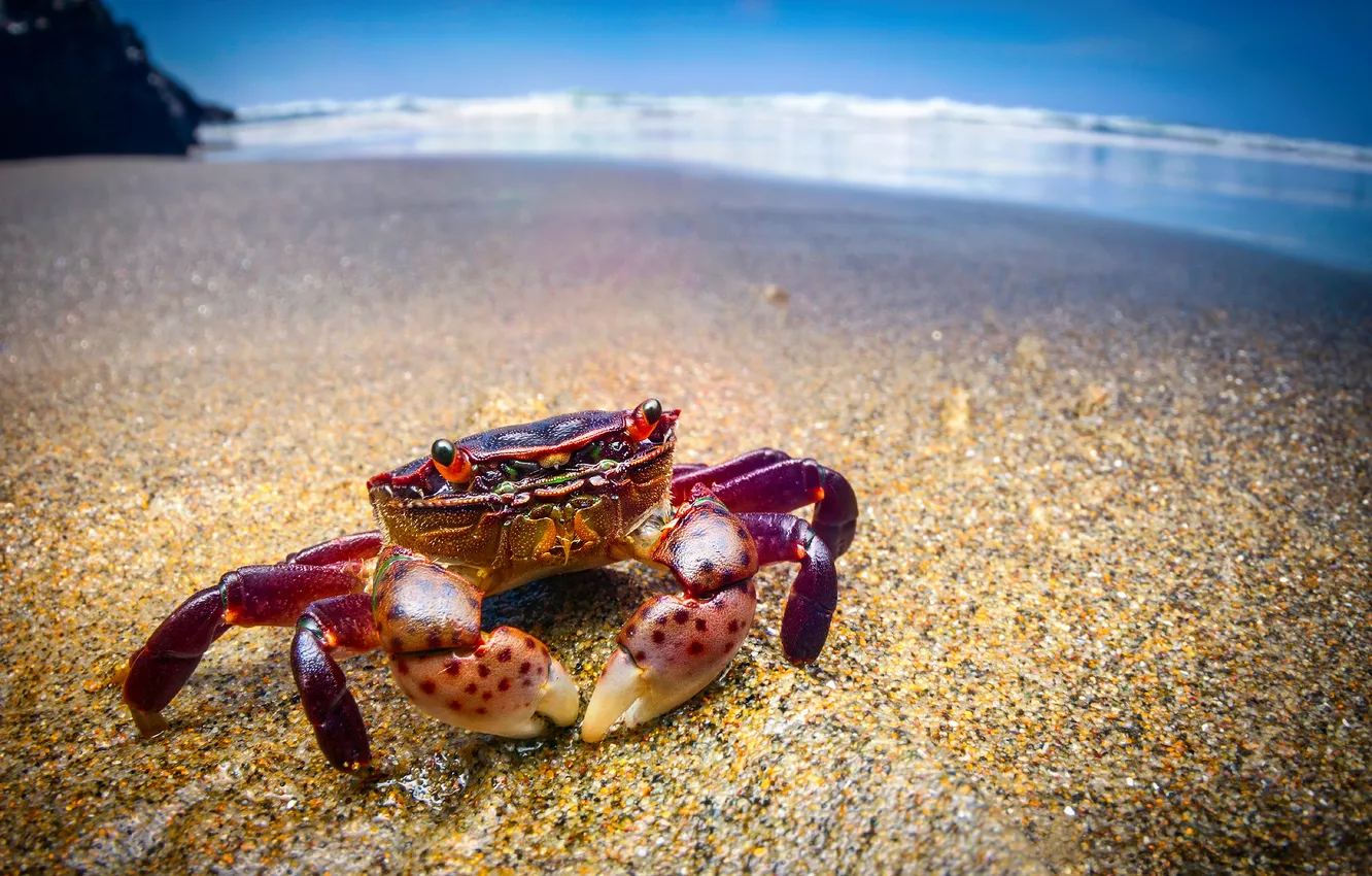 Photo wallpaper sea, beach, the ocean, Crab, purple shore crab, Hemigrapsus nudus