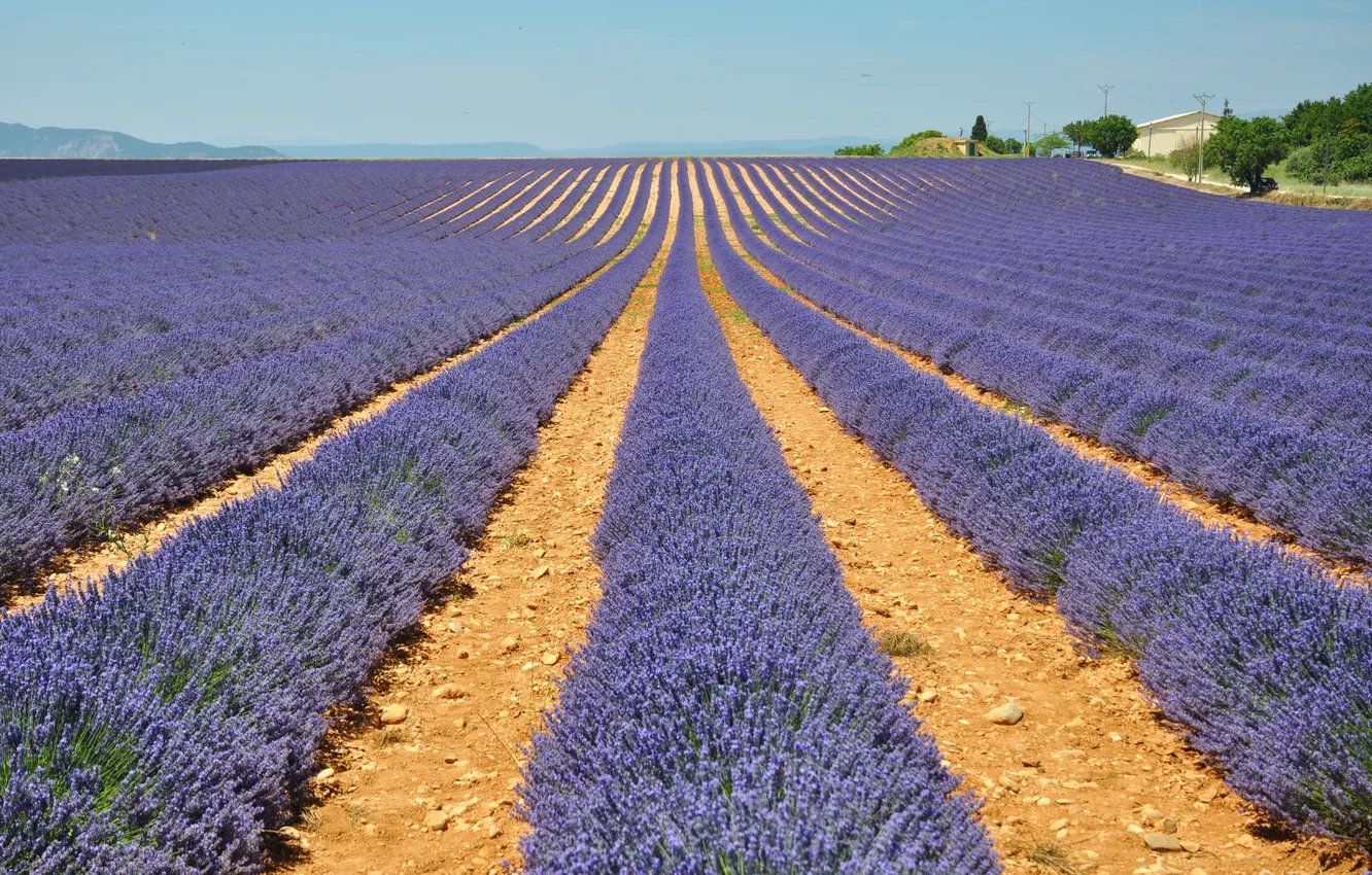 Photo wallpaper field, the sky, the ranks, lavender