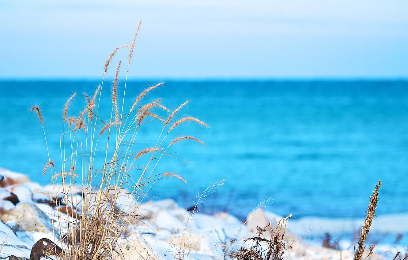 Photo wallpaper sea, the sky, grass, macro, snow, plant