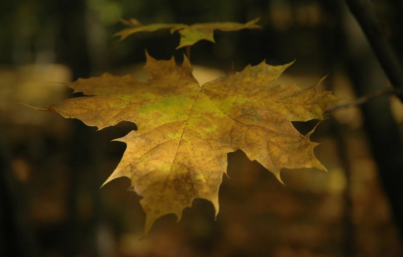 Photo wallpaper autumn, leaves, tree, foliage, leaf, leaves, leaf, falling leaves