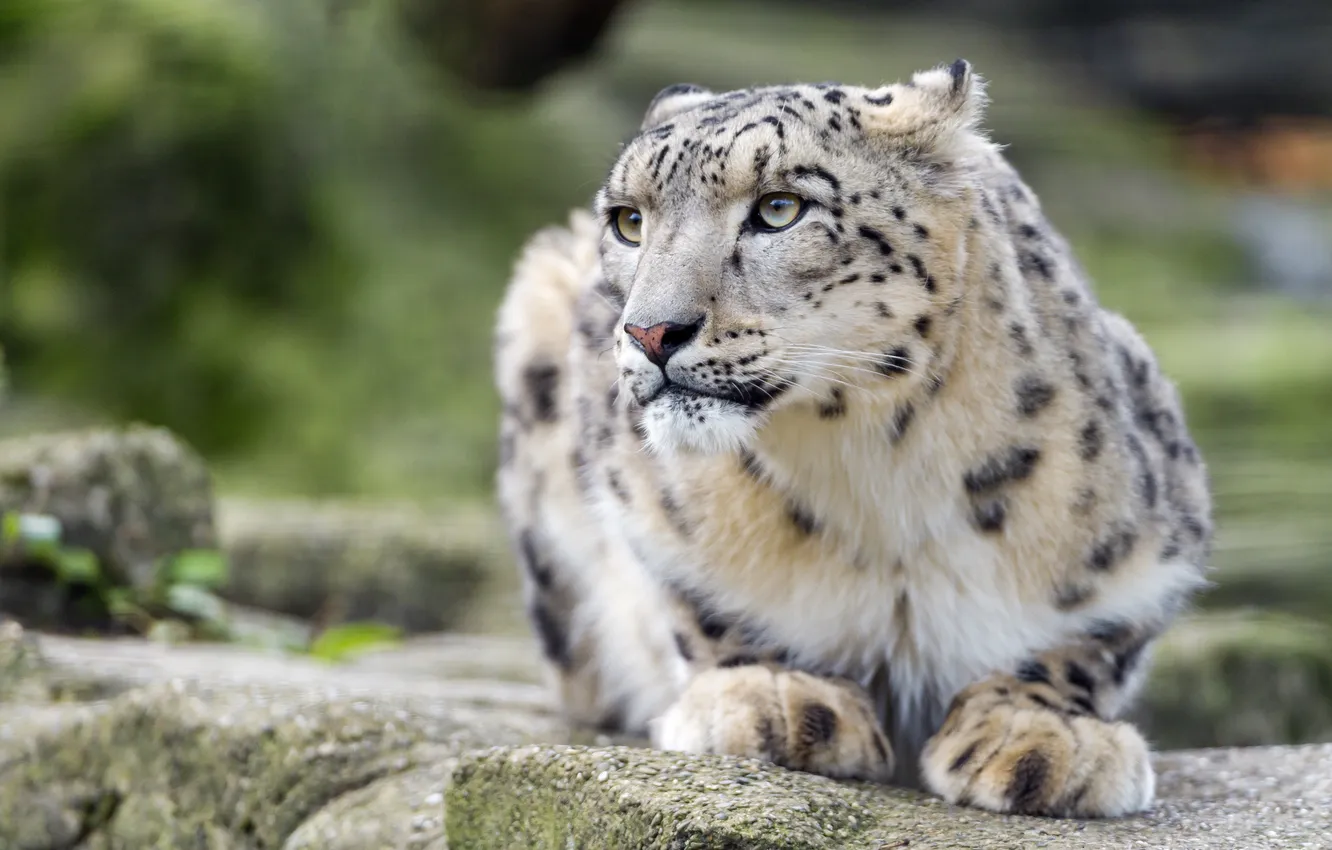 Photo wallpaper cat, IRBIS, snow leopard, ©Tambako The Jaguar