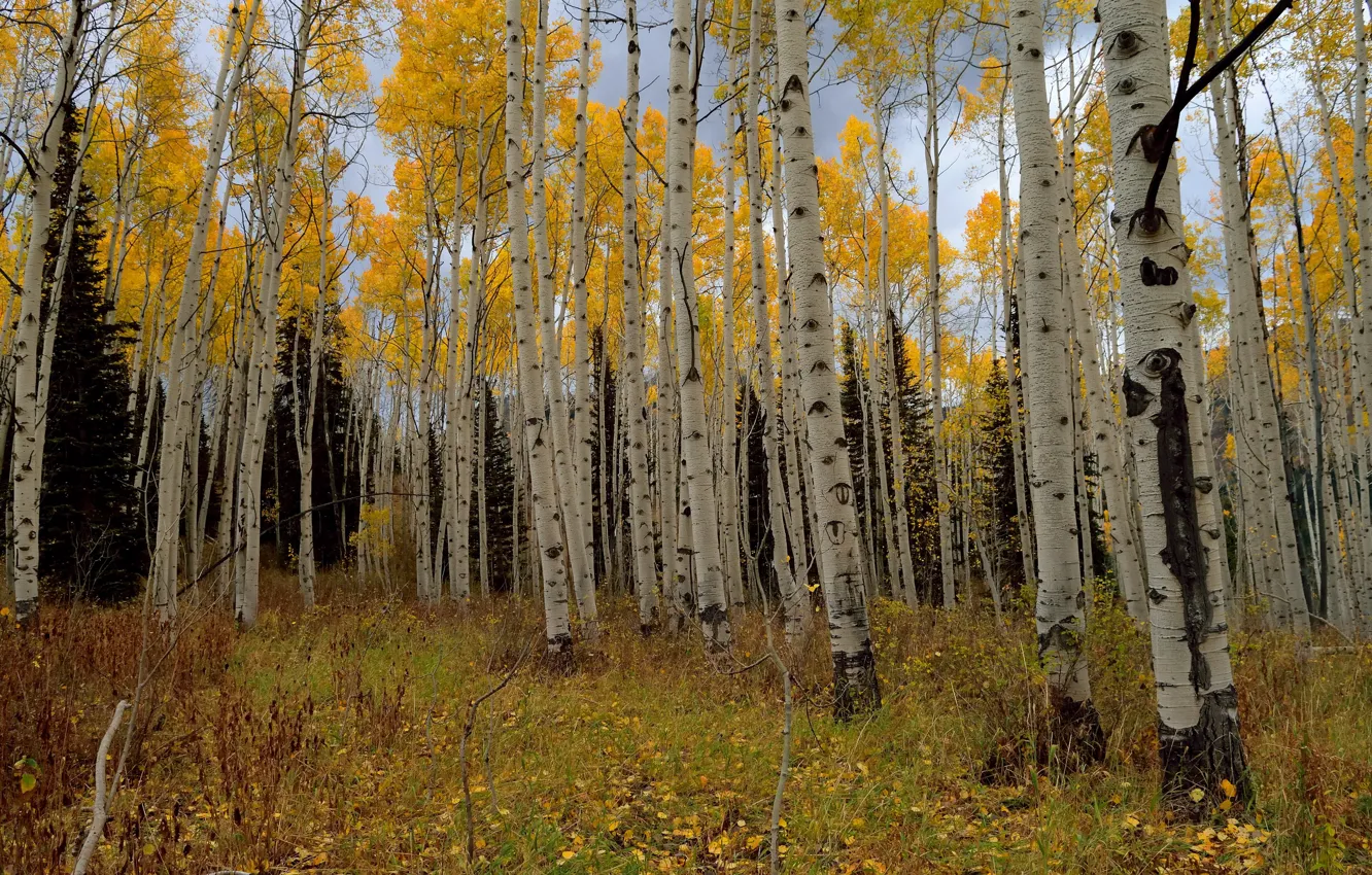 Photo wallpaper autumn, birch, grove