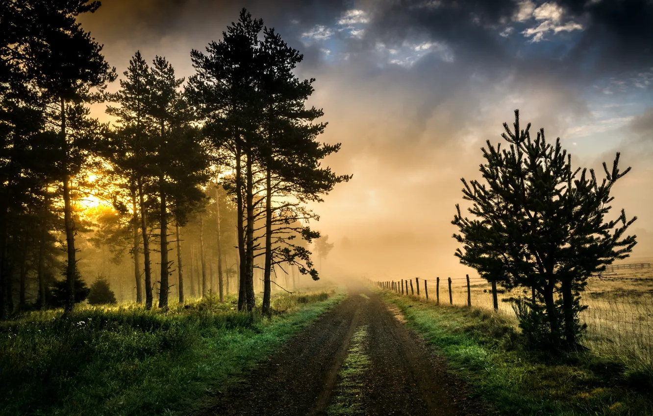 Photo wallpaper road, trees, morning
