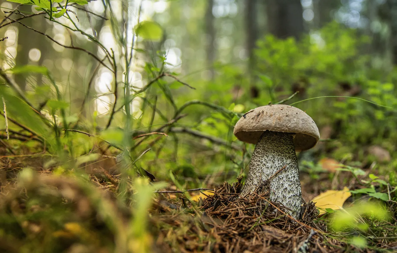 Photo wallpaper autumn, forest, grass, leaves, light, sprig, thickets, mushrooms