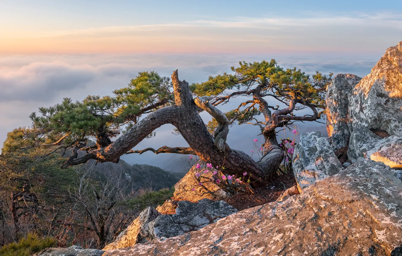 Photo wallpaper clouds, trees, landscape, mountains, nature, spring, flowering, pine