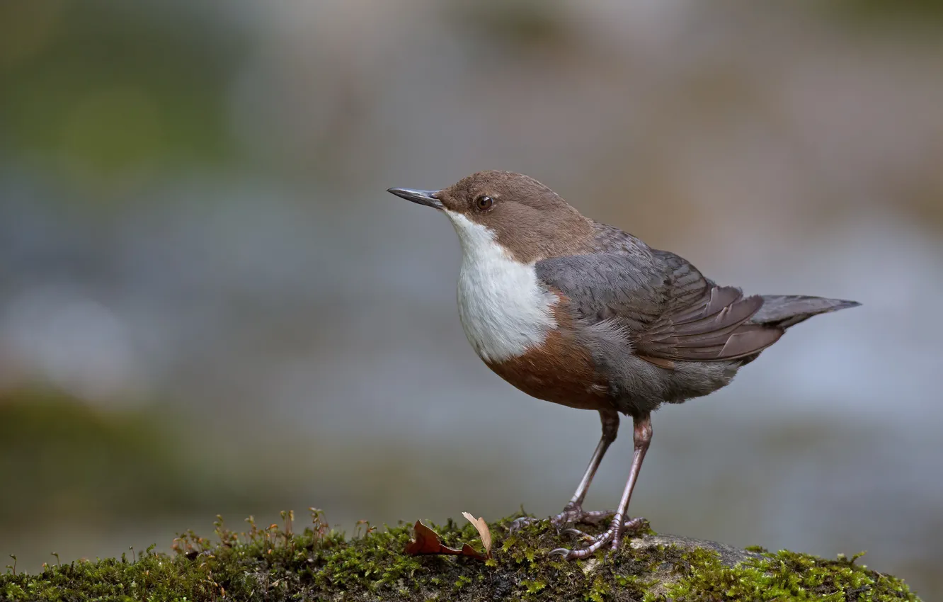 Photo wallpaper stones, bird, moss, bird, dipper