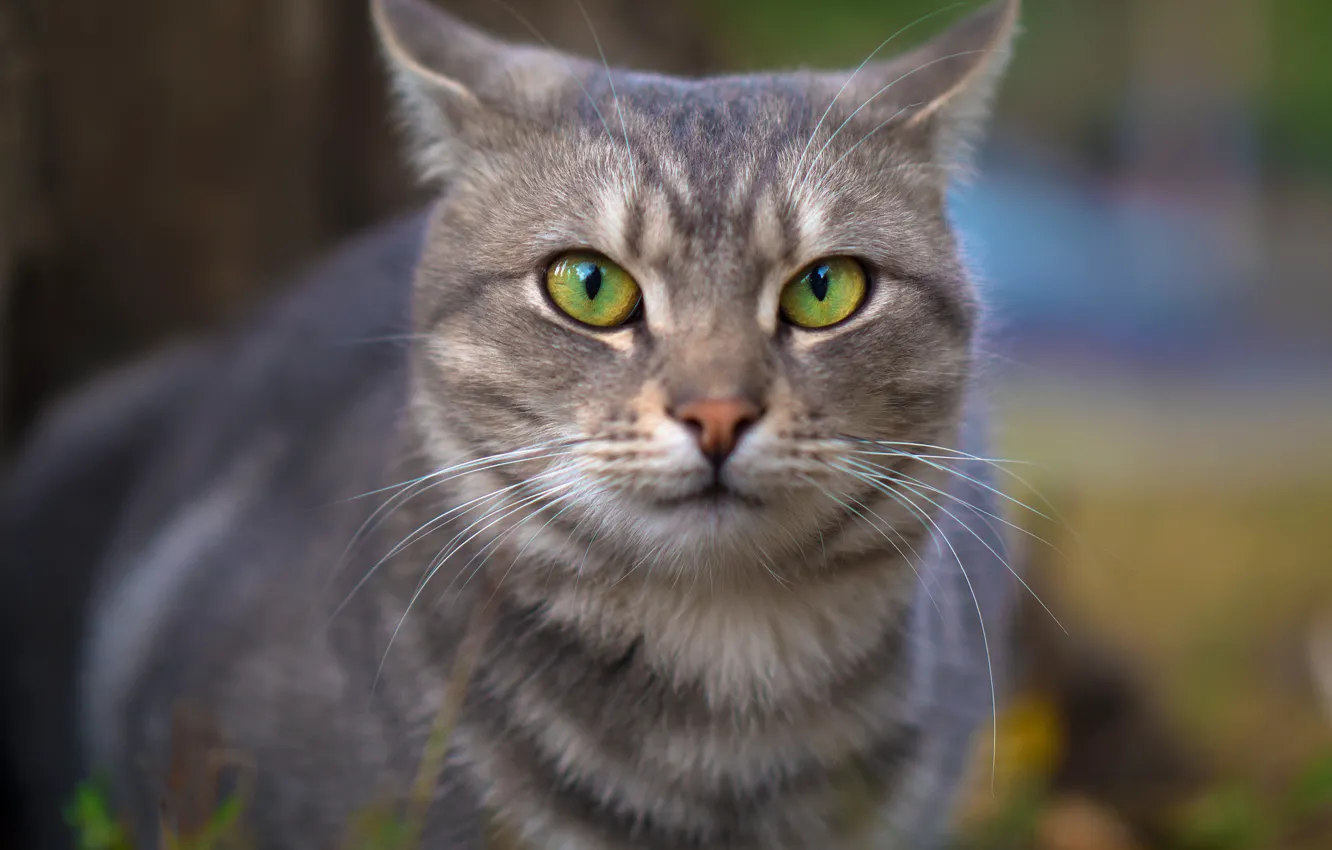 Photo wallpaper cat, eyes, cat, look, face, grey, background, portrait