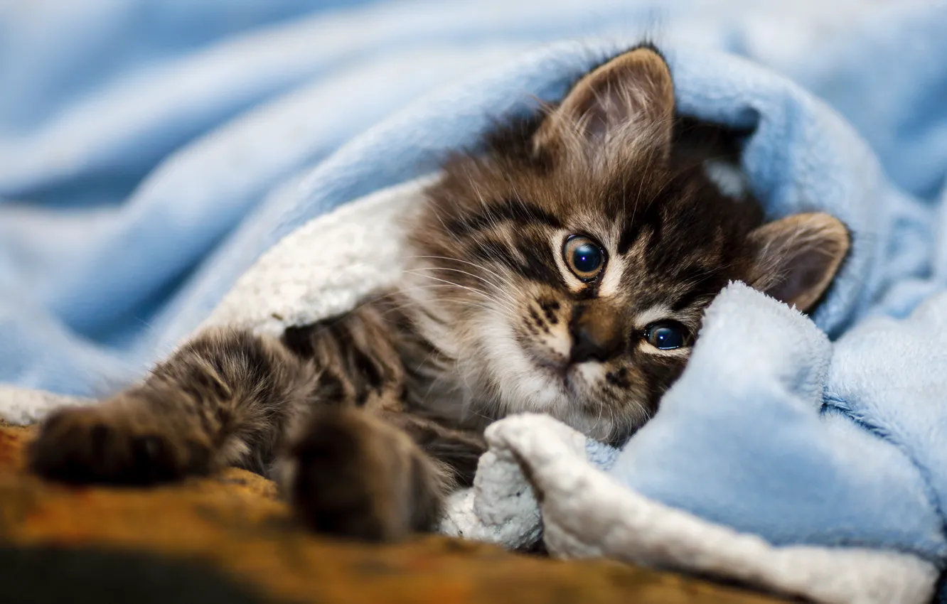Photo wallpaper cat, kitty, bed, blanket, plaid, kitty, face