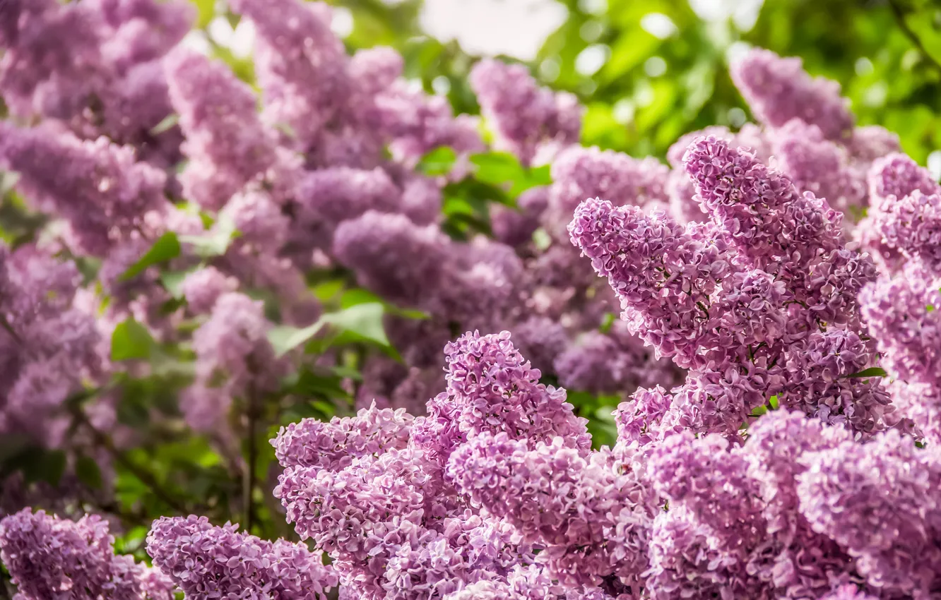 Photo wallpaper flowers, branches, nature, garden, the bushes, lilac, sirenivy