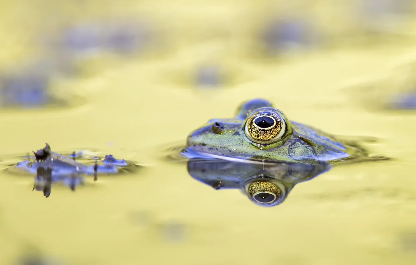 Photo wallpaper nature, pond, frog