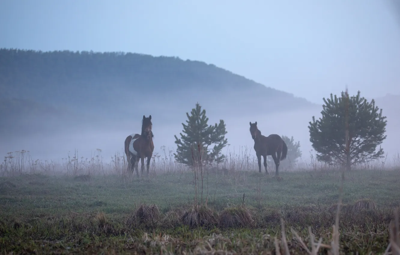 Photo wallpaper fog, Wallpaper, horse, morning