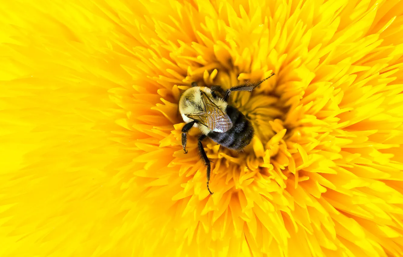 Photo wallpaper flower, macro, yellow, bee, petals, insect, bumblebee