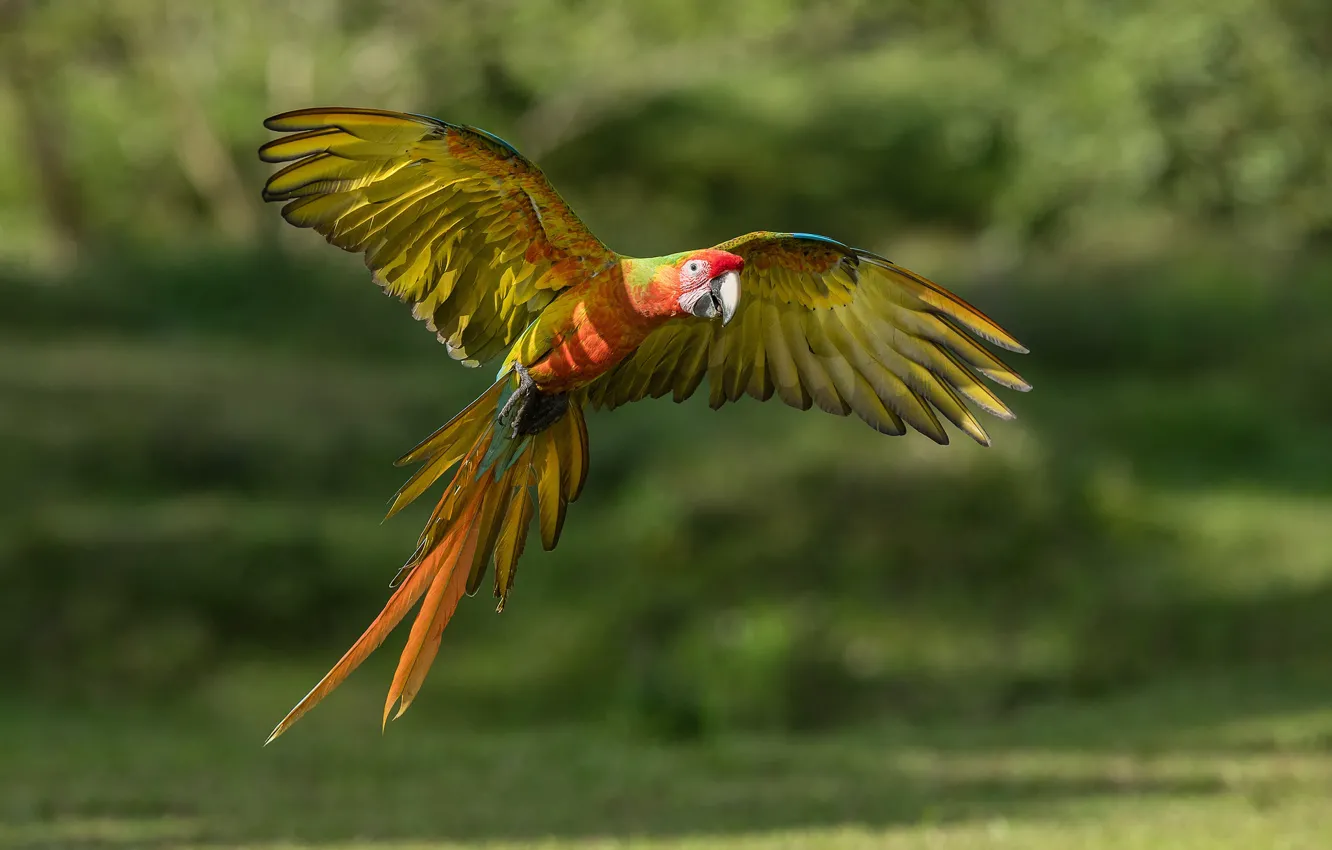 Photo wallpaper flight, nature, background, bird, wings, parrot, flies, bokeh