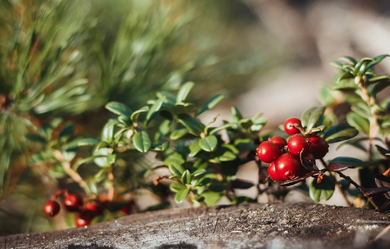 Photo wallpaper forest, macro, nature, berries, cranberries