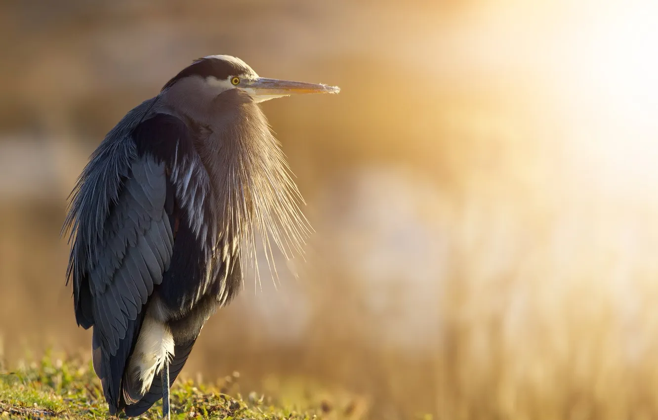 Photo wallpaper light, nature, pticu