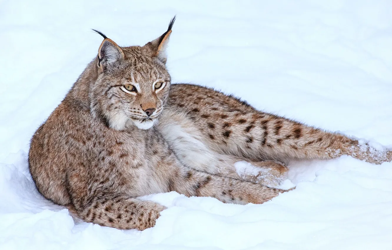 Photo wallpaper winter, snow, lynx
