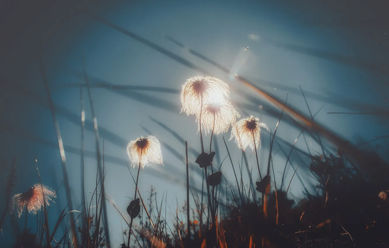 Photo wallpaper the sky, light, flowers