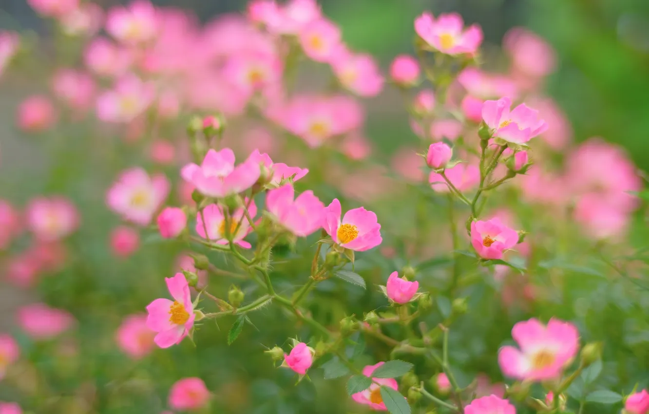 Photo wallpaper flowers, branches, roses, blur, garden, pink, blur, bokeh