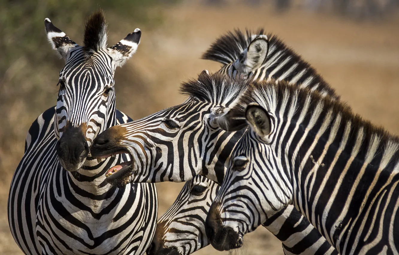 Photo wallpaper nature, Africa, Zebra