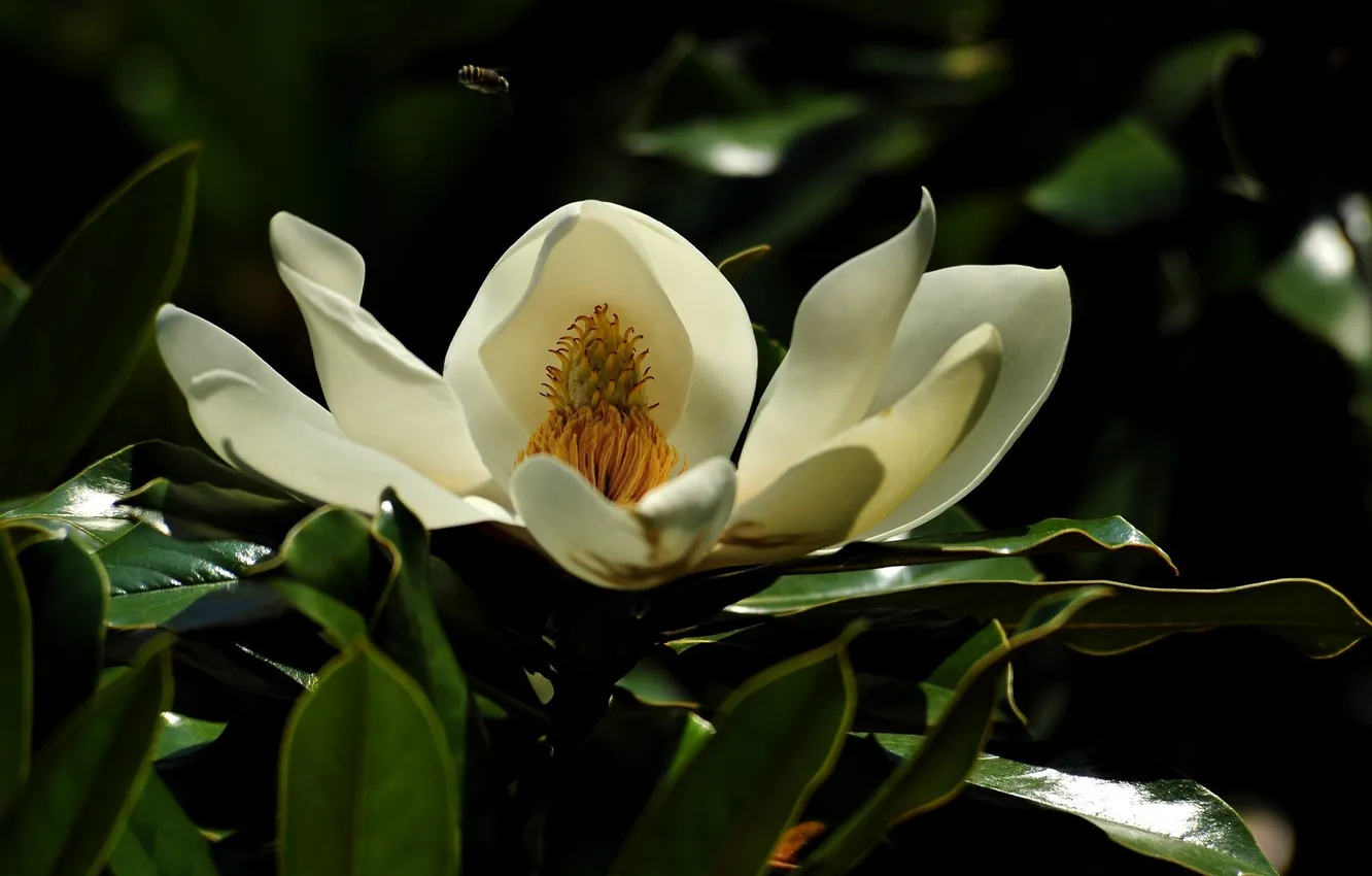 Photo wallpaper flowers, photo, Magnolia
