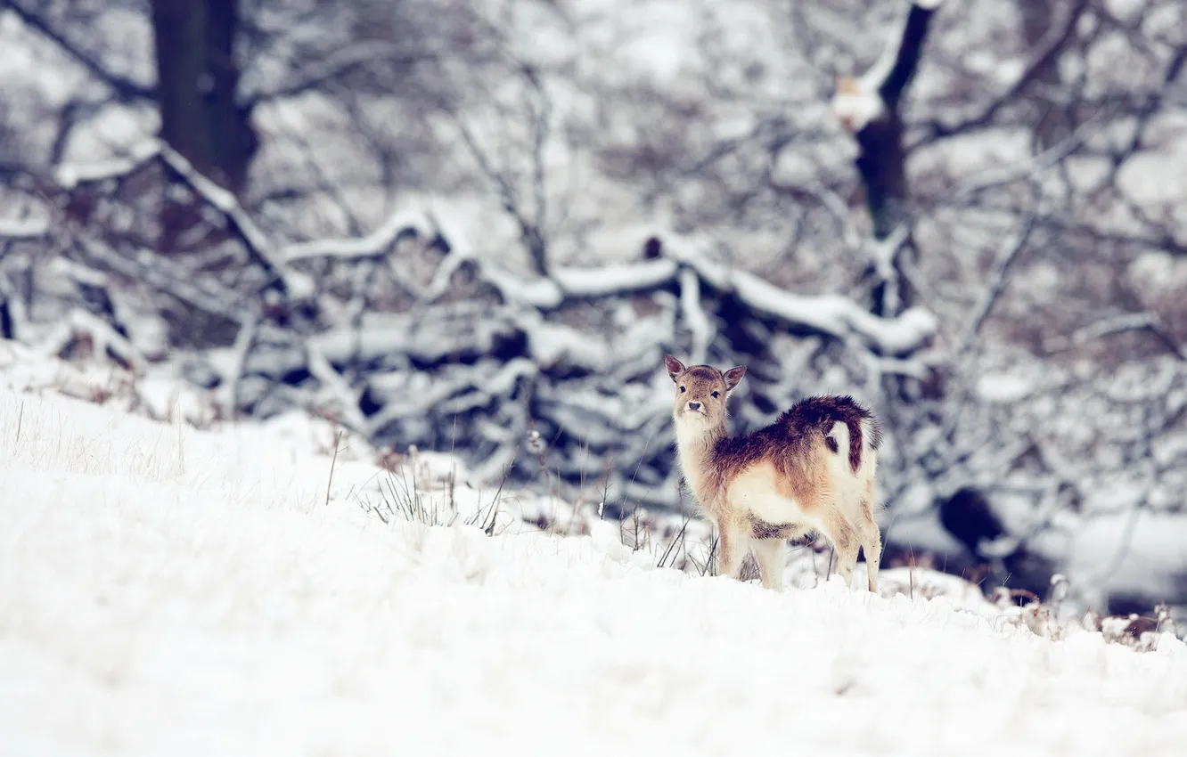 Photo wallpaper winter, nature, deer