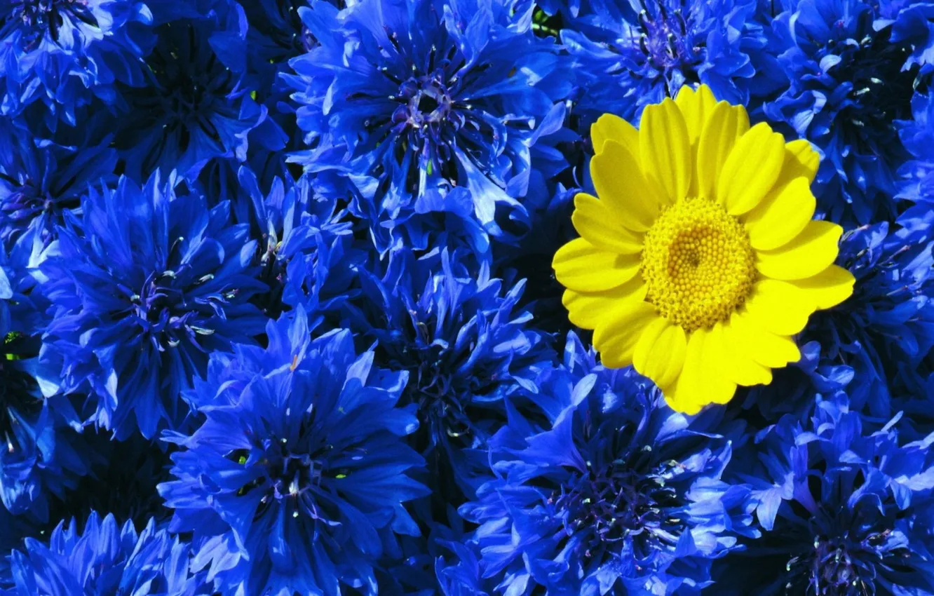Photo wallpaper blue, yellow, contrast, cornflowers