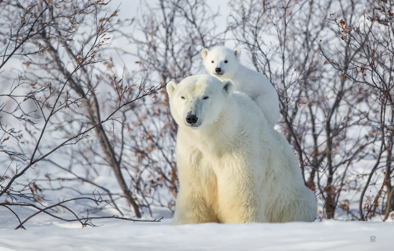 Photo wallpaper winter, snow, bear, the bushes, polar bears, bear, top, polar bears