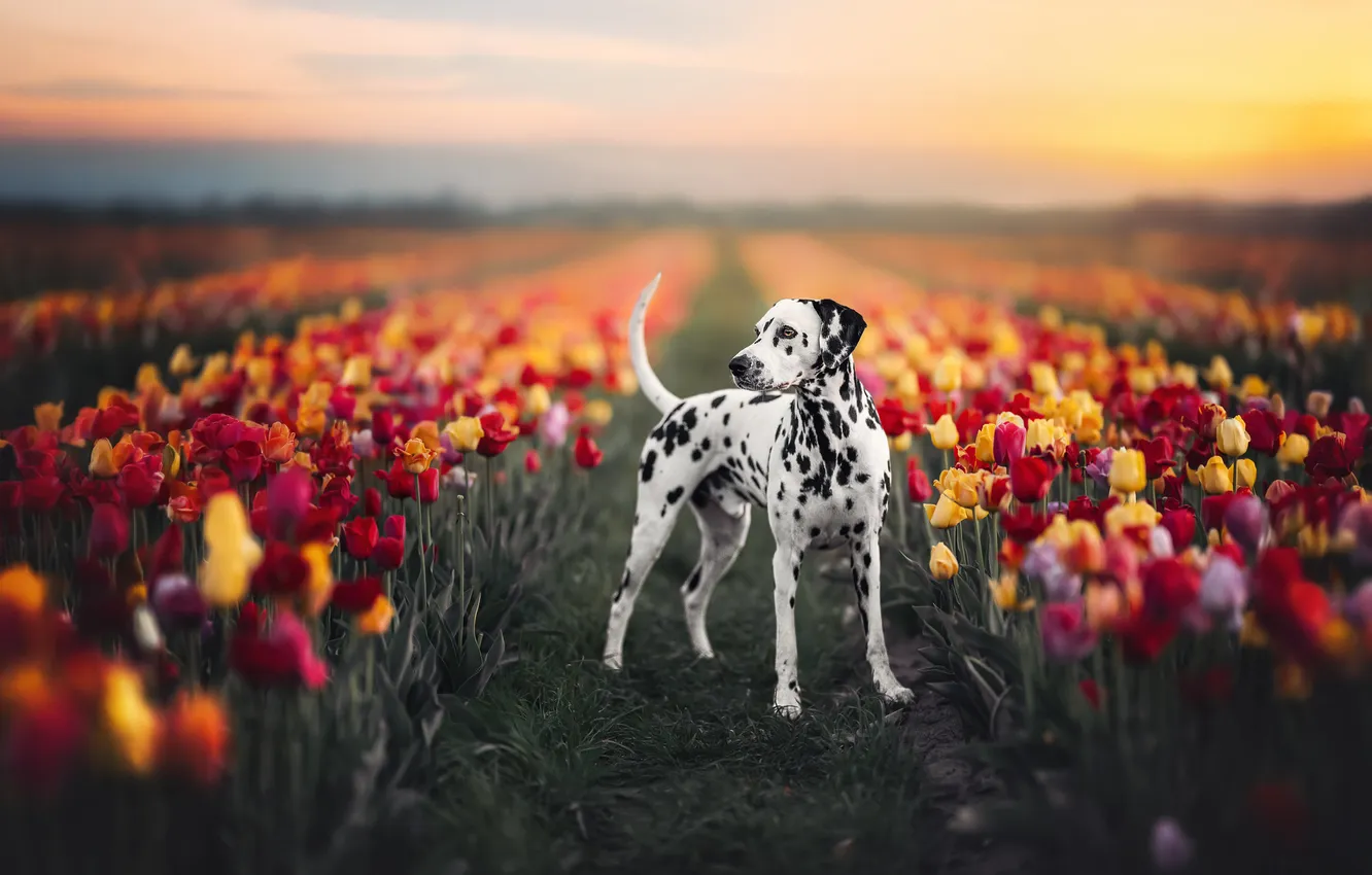 Photo wallpaper flowers, dog, tulips, dolmatinets, dolmatine