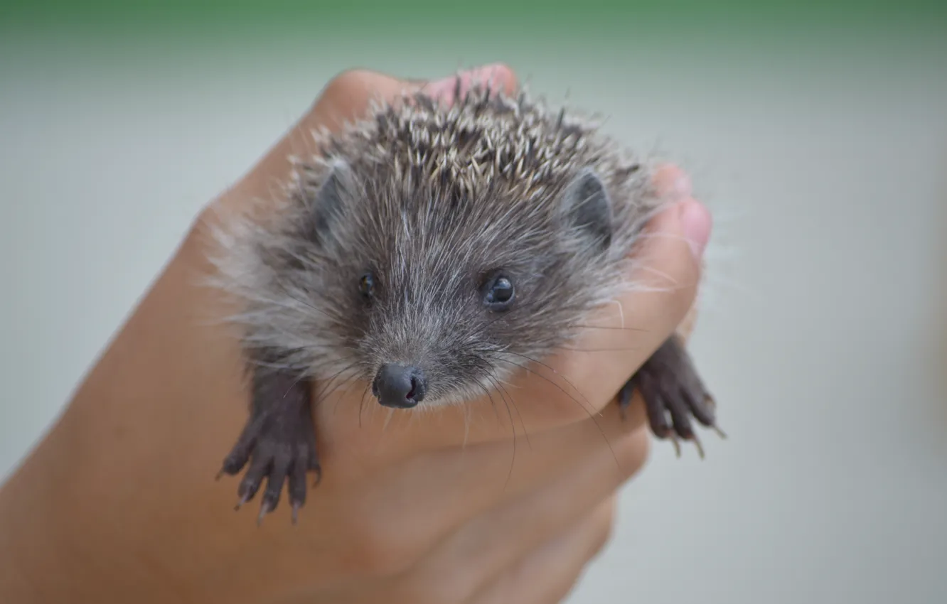 Photo wallpaper small, hedgehog, in the hand