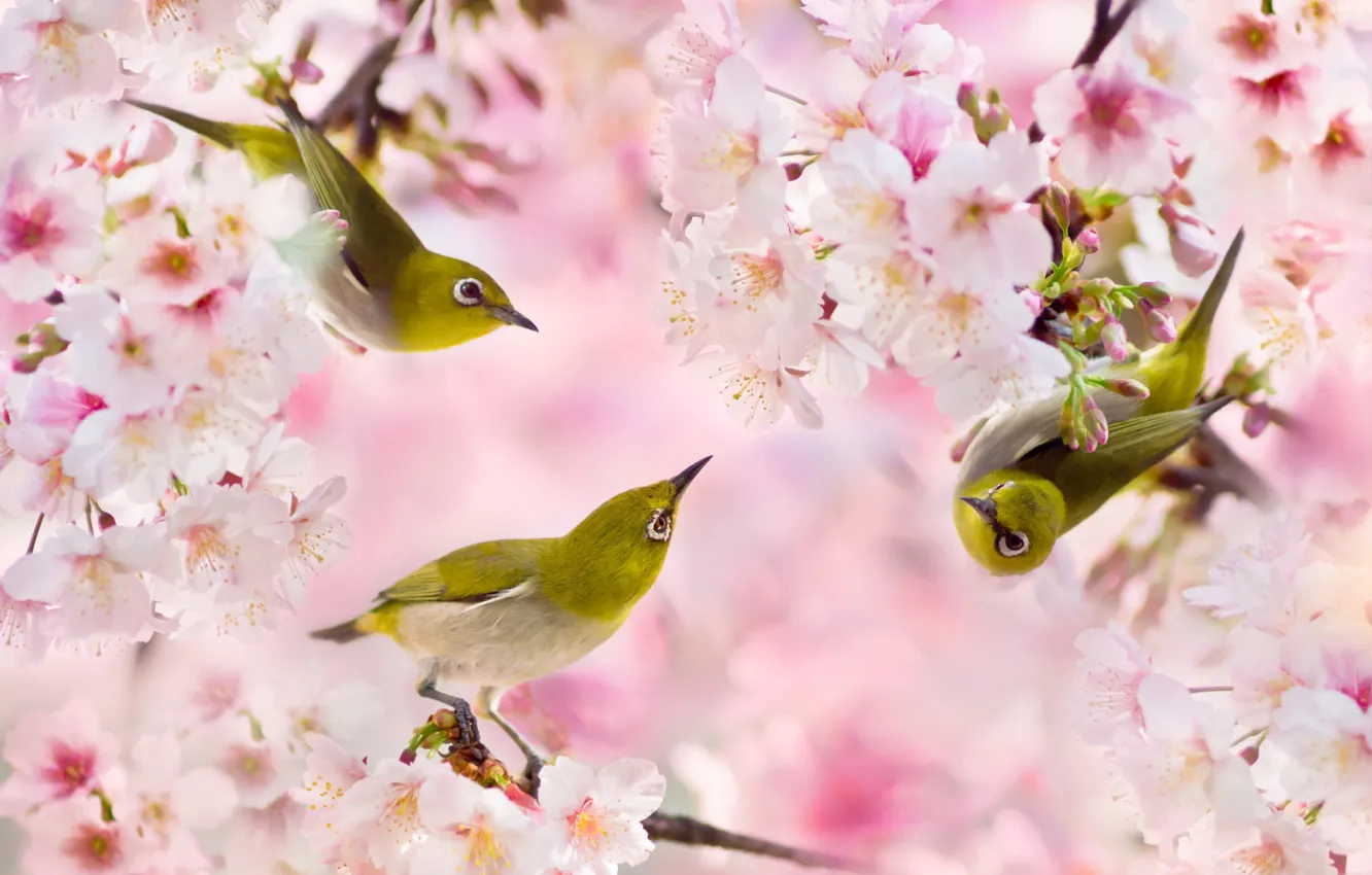 Photo wallpaper branches, spring, Sakura, birds, Trinity, white-eyed, FuYi Chen, white eye