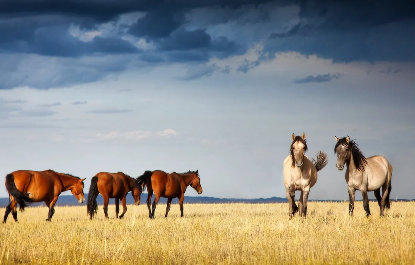 Photo wallpaper horse, Kazakhstan, Sobchak, graceful, Xenia