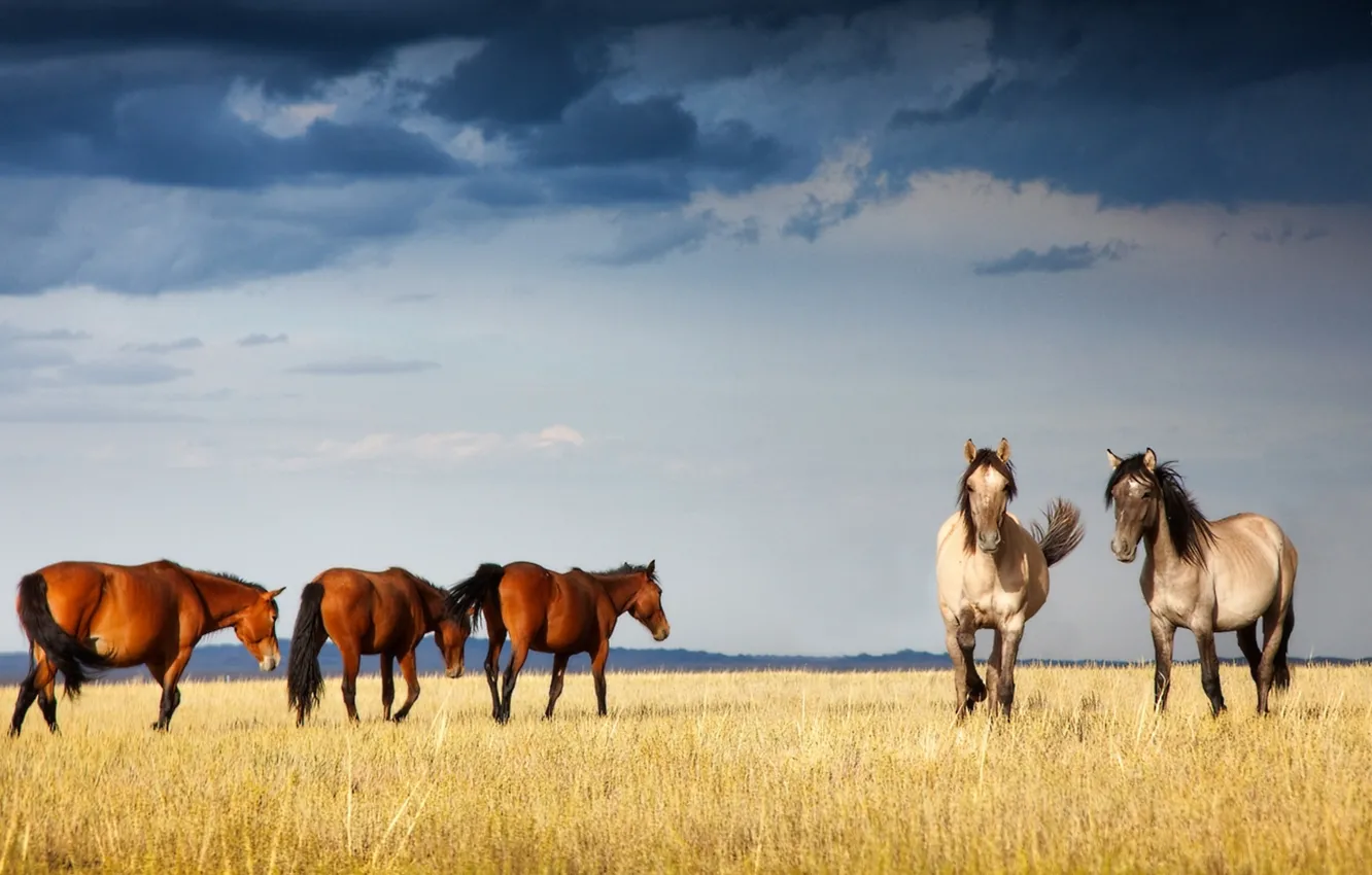 Photo wallpaper horse, Kazakhstan, Sobchak, Xenia, graceful