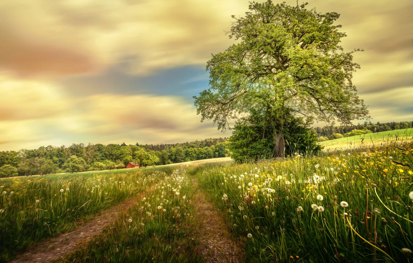 Photo wallpaper road, field, summer, tree, treatment, dandelions, Into the green