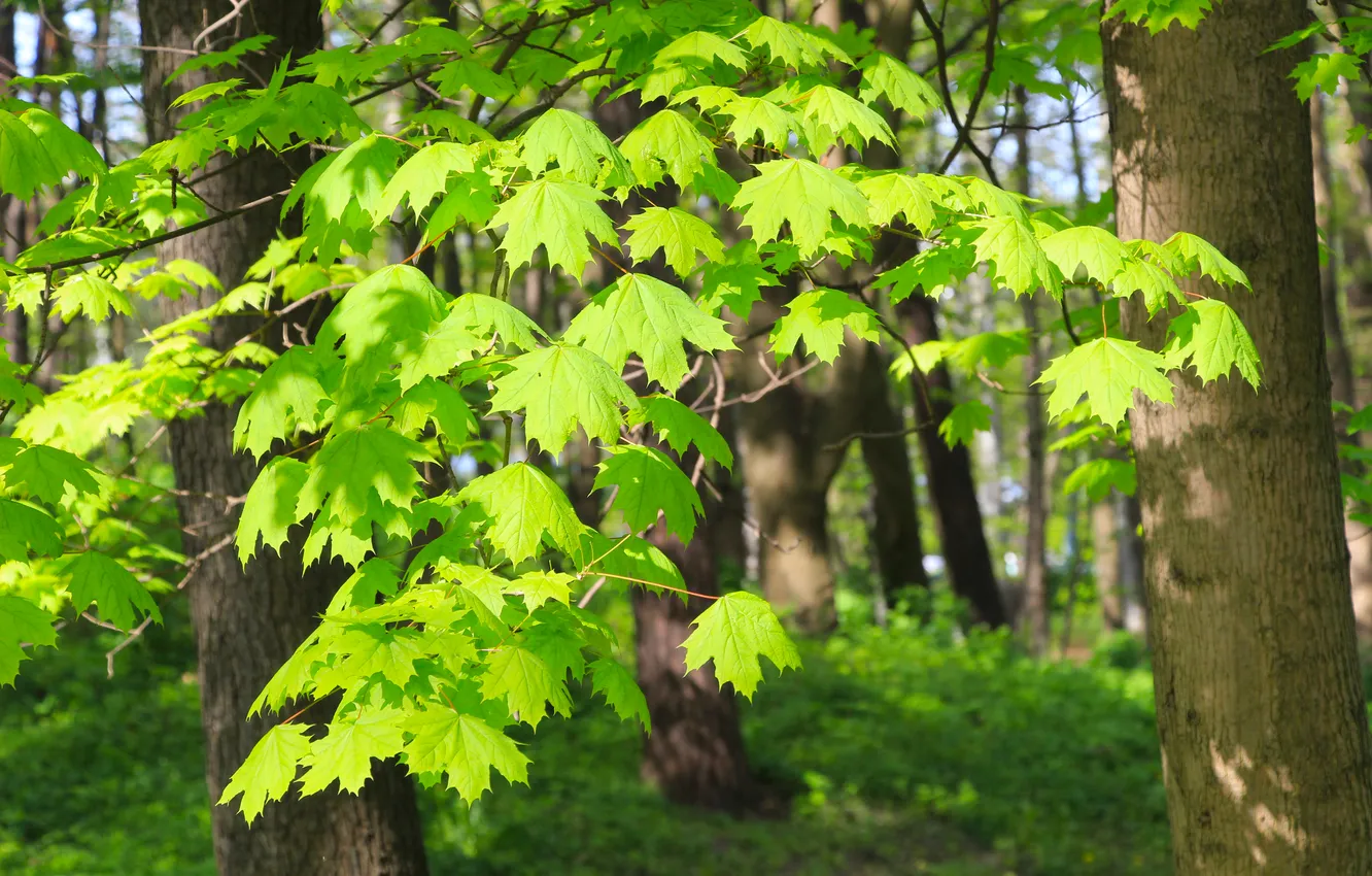 Photo wallpaper forest, park, tree, leafs, spring, twig