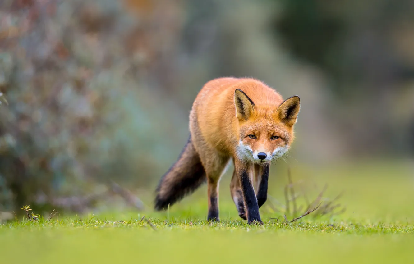 Photo wallpaper look, nature, glade, Fox, walk, sneaks