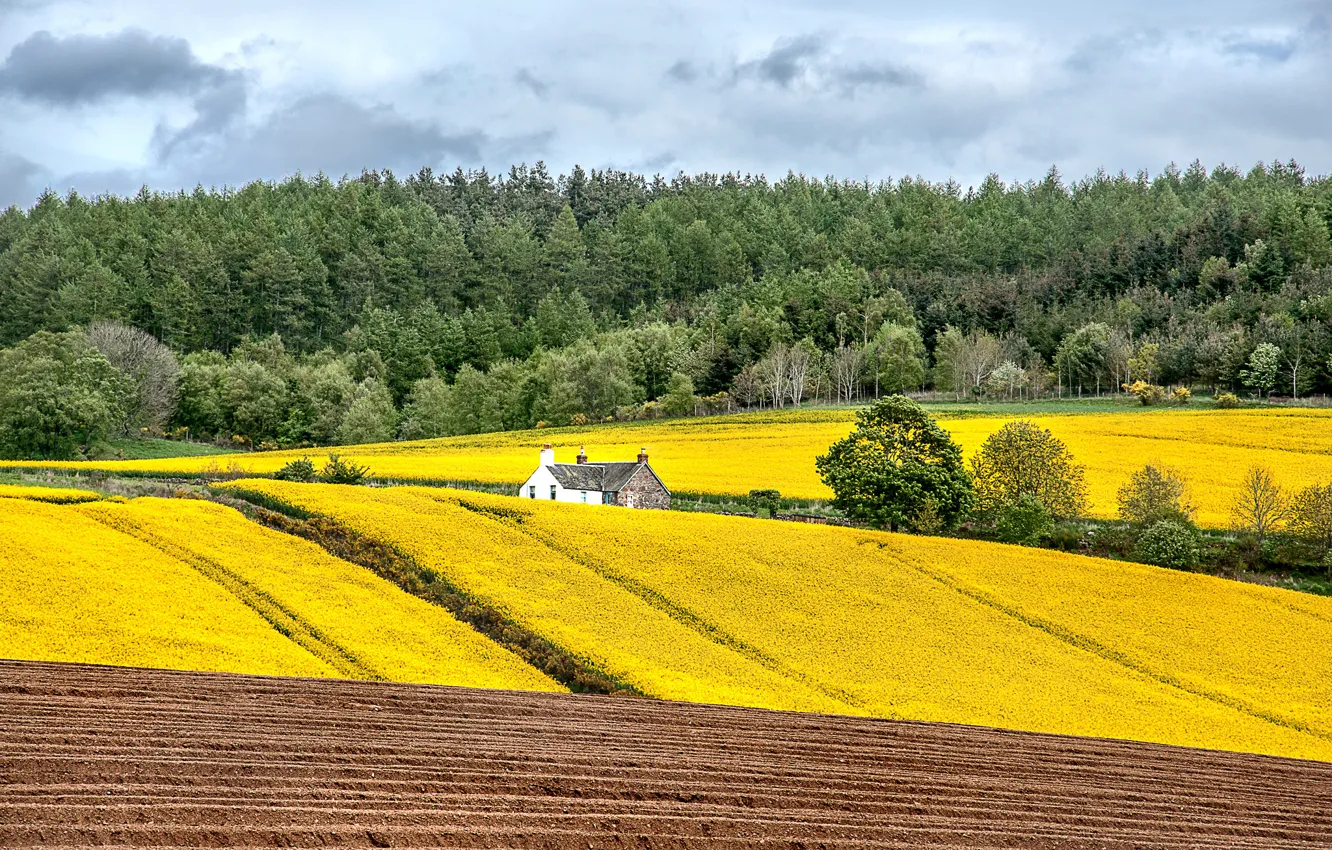 Photo wallpaper field, forest, the sky, flowers, home
