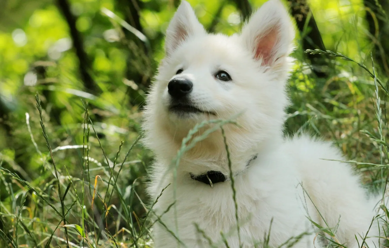 Photo wallpaper grass, puppy, shepherd