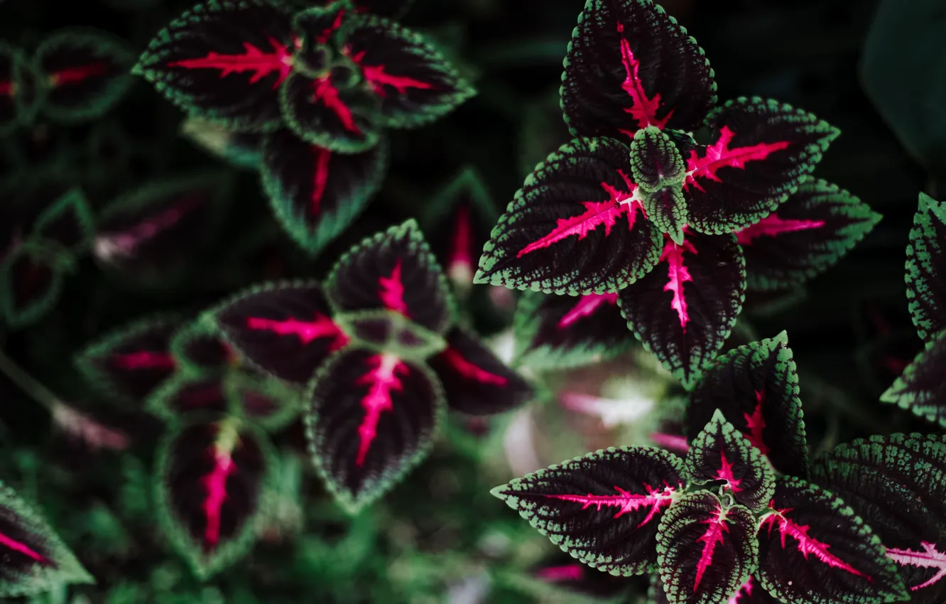 Photo wallpaper green, leaf, pink, Plants