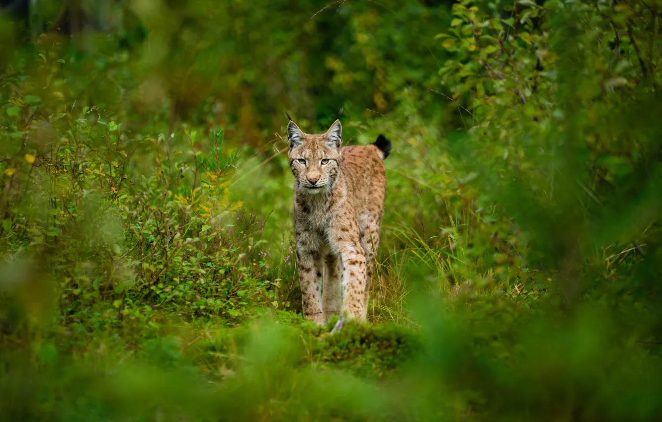 Photo wallpaper forest, thickets, walk, lynx, the bushes, bokeh