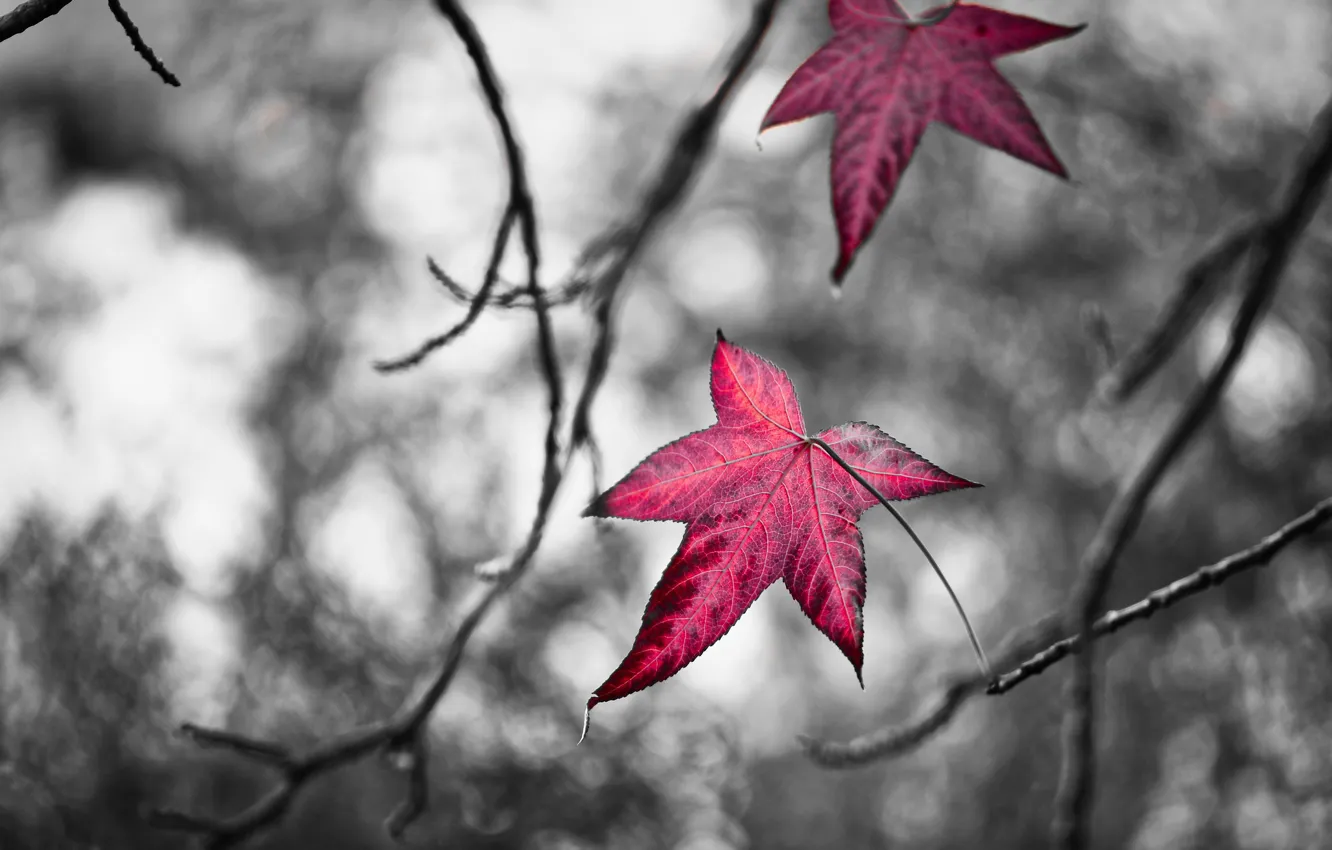 Photo wallpaper autumn, mediocrity, red leaves, twigs