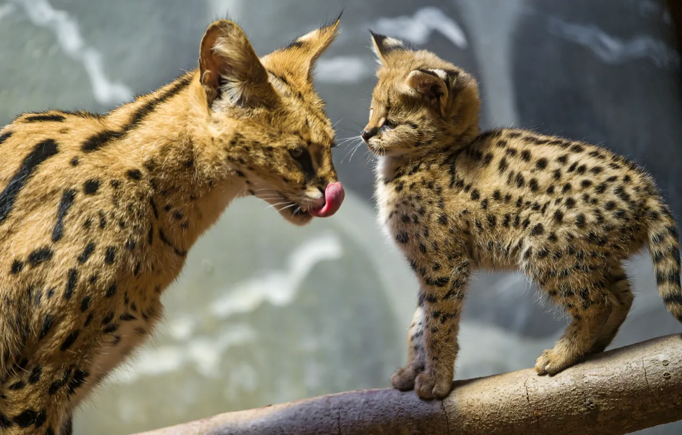 Photo wallpaper language, cat, log, cub, kitty, Serval, ©Tambako The Jaguar