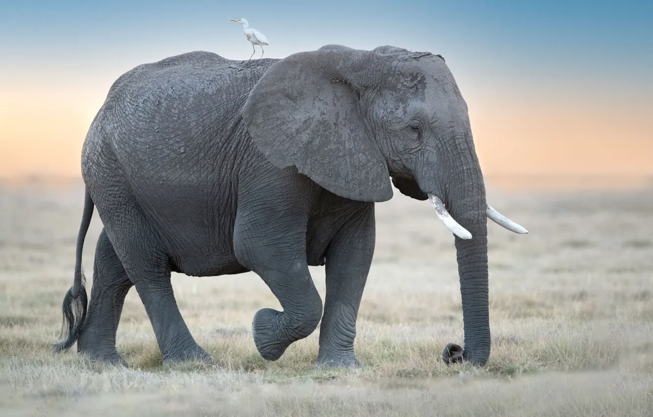 Photo wallpaper bird, elephant, walk, Heron