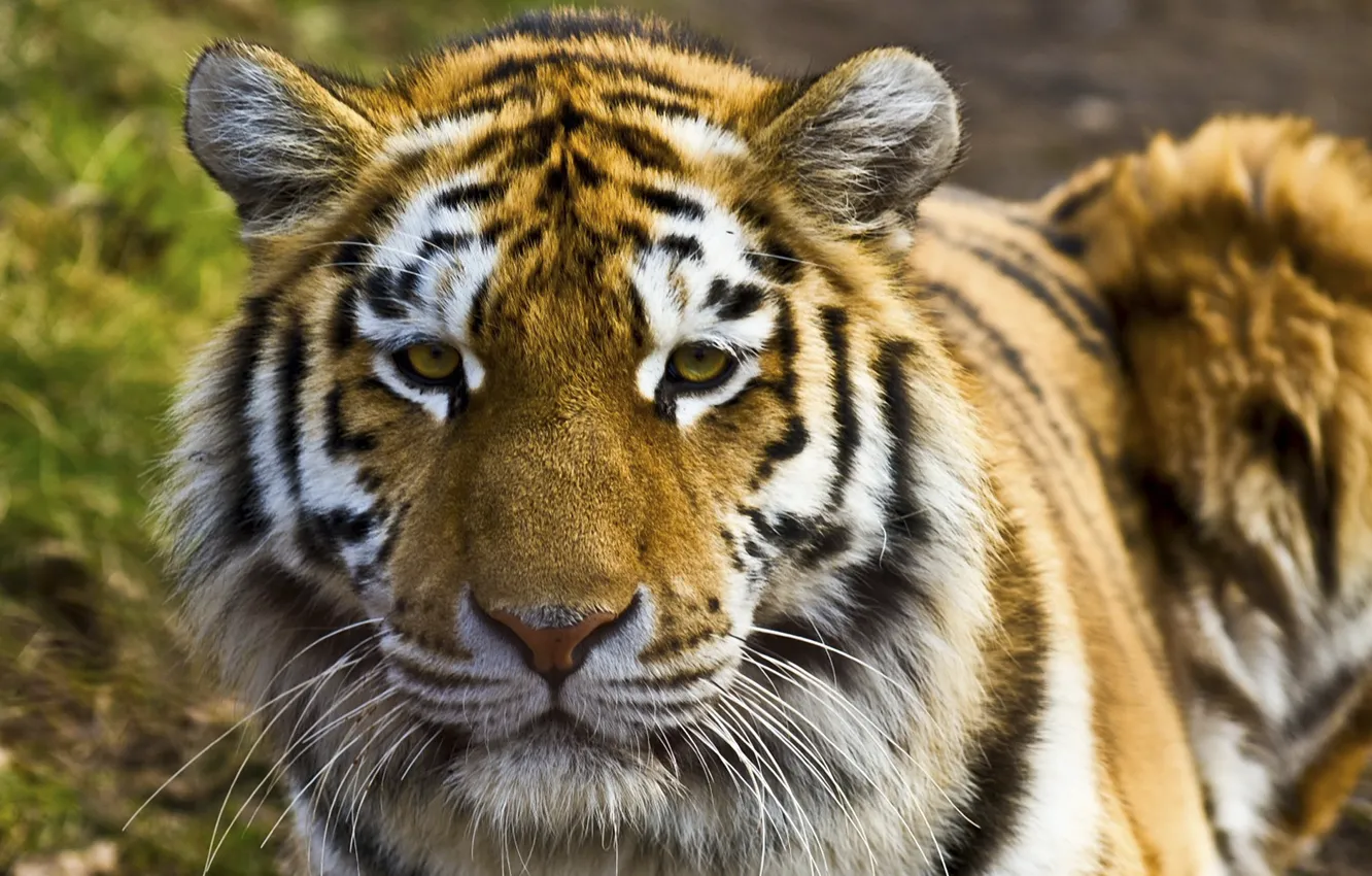 Photo wallpaper tiger, predator, cat