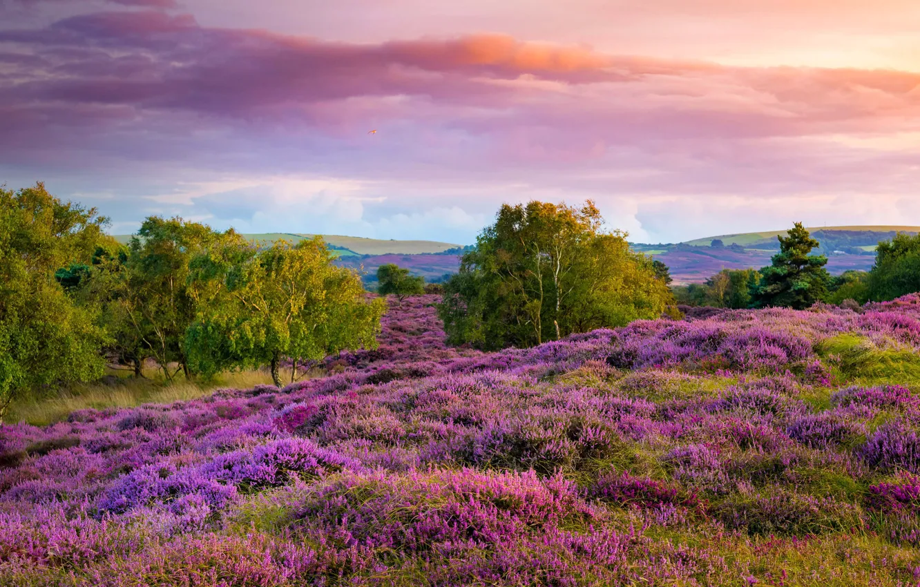 Photo wallpaper England, Heather, Dorset