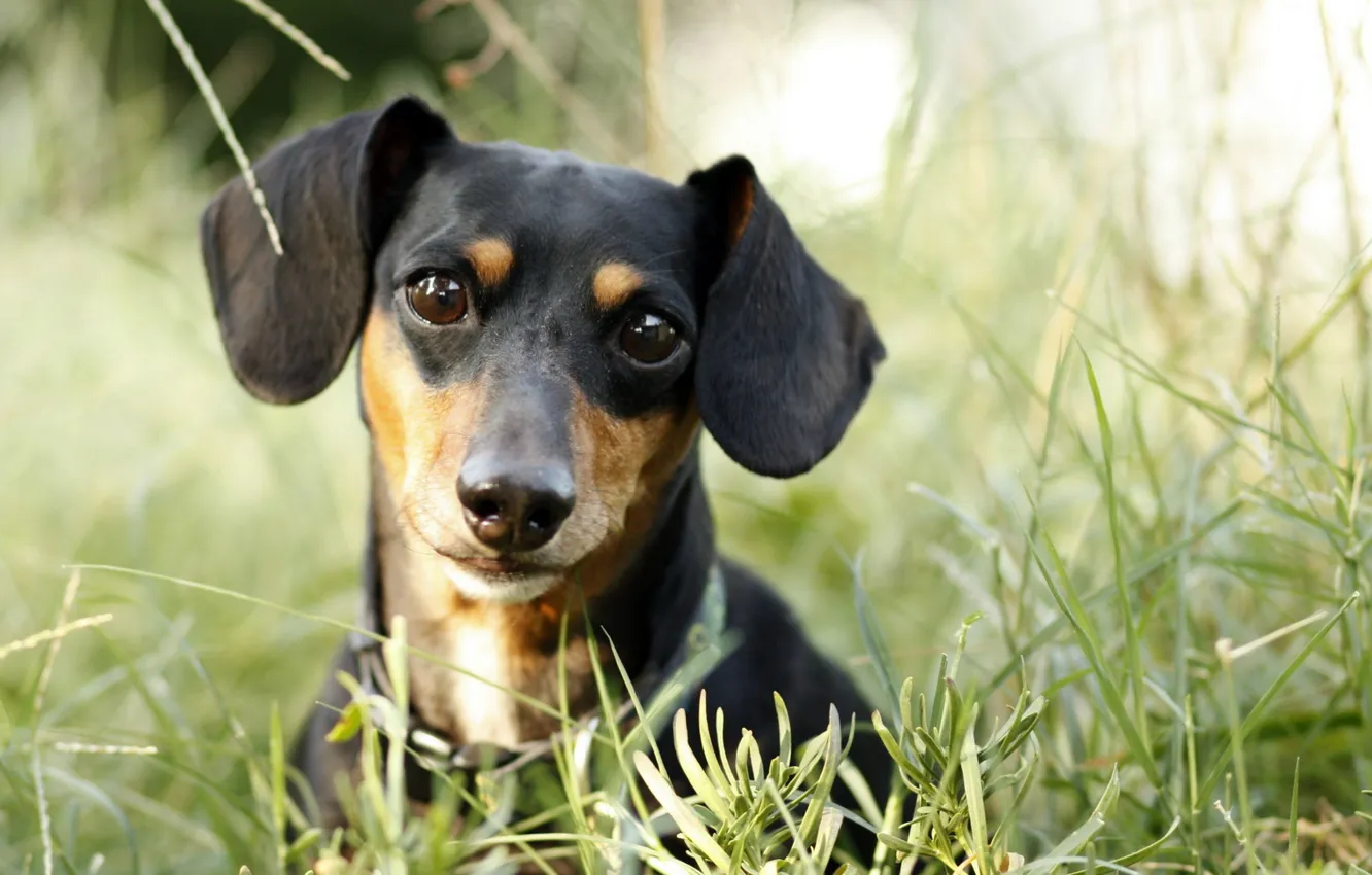 Photo wallpaper greens, dogs, grass, look, face, dog, puppy, ears